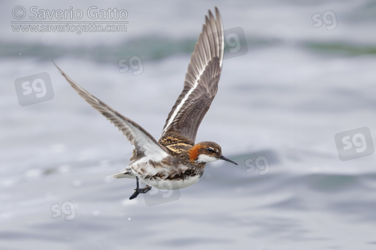 Falaropo beccosottile, maschio adulto in volo