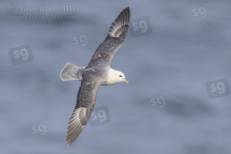 Fulmaro, adulto in volo visto dall'alto