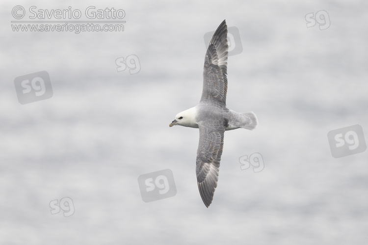 Fulmaro, adulto in volo visto dall'alto