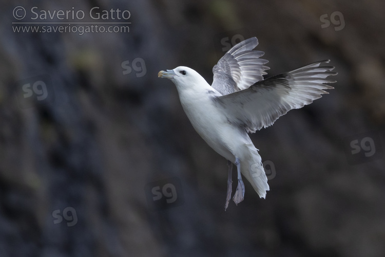 Fulmaro, adulto in volo 