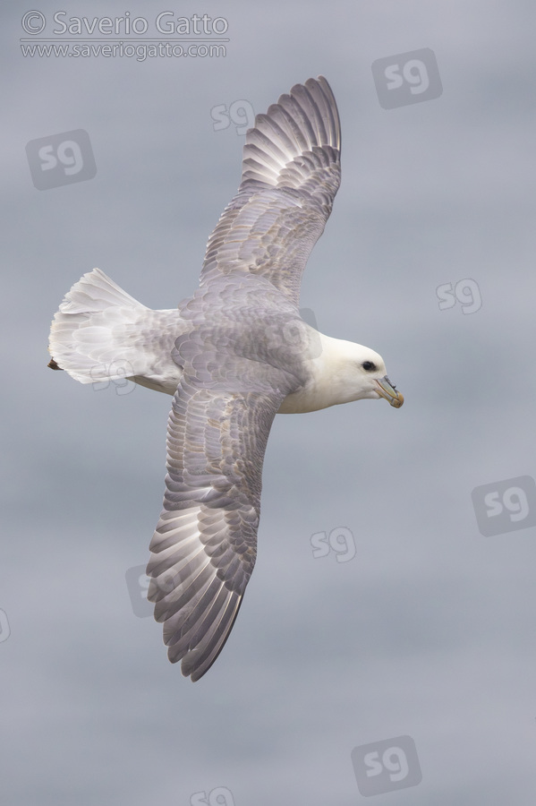 Fulmaro, adulto in volo visto dall'alto