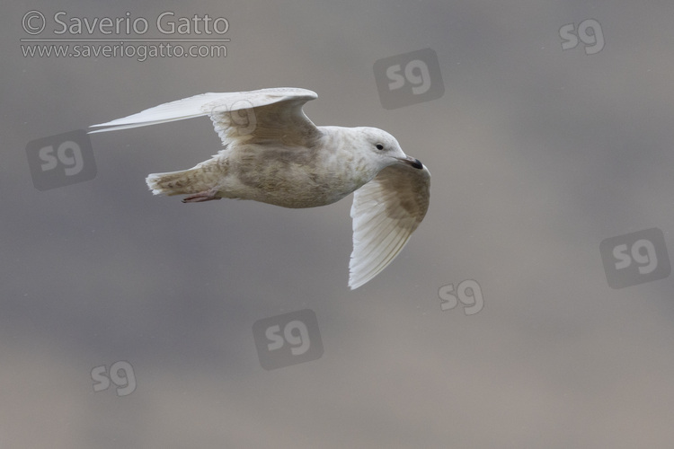 Iceland Gull