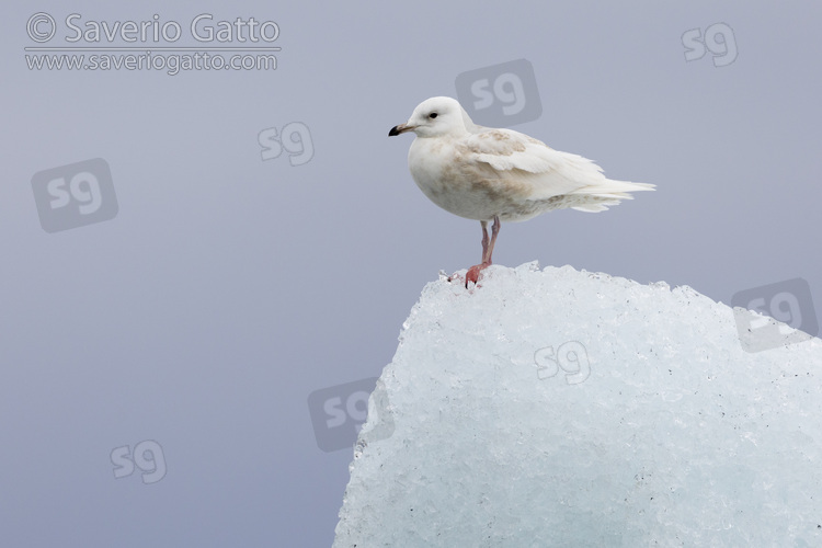 Iceland Gull