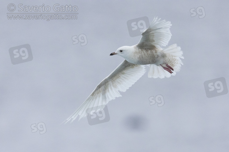 Iceland Gull, immature in flight seen from below