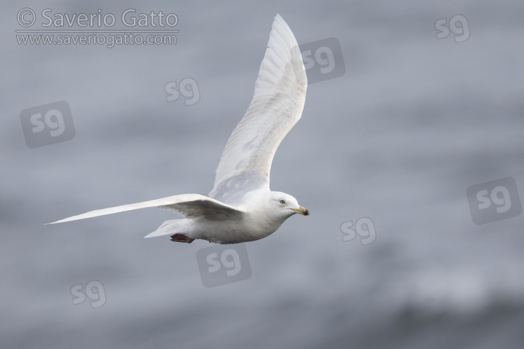 Iceland Gull