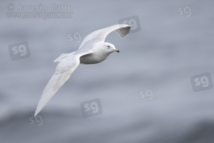 Iceland Gull, side view of an immature individual in flight