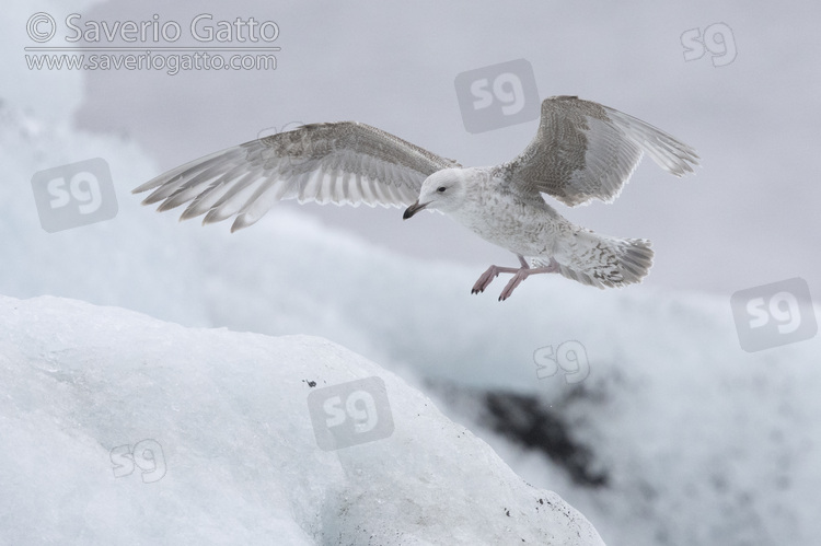 Iceland Gull