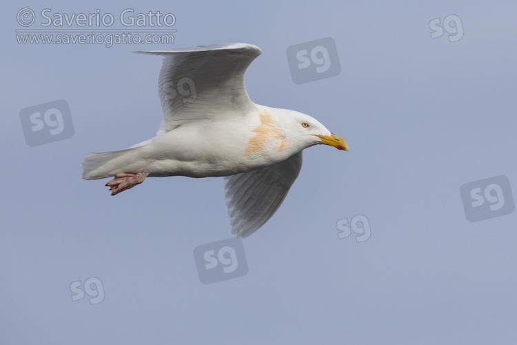 Glaucous Gull, side view of an adult in flight