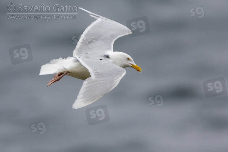 Glaucous Gull, side view of an adult in flight