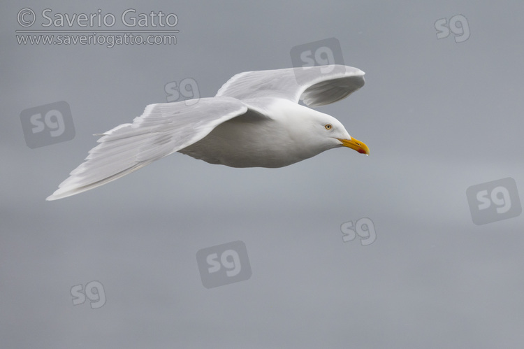 Glaucous Gull, side view of an adult in flight