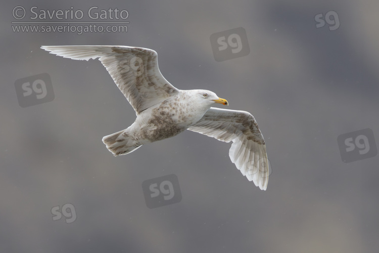 Glaucous Gull, 2nd cy individual in flight