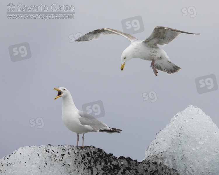 Herring Gull