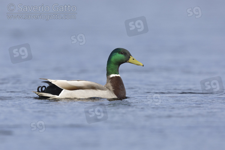 Mallard, side view of an adult male in the water