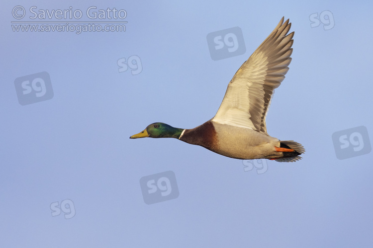 Mallard, side view of an adult male in flight