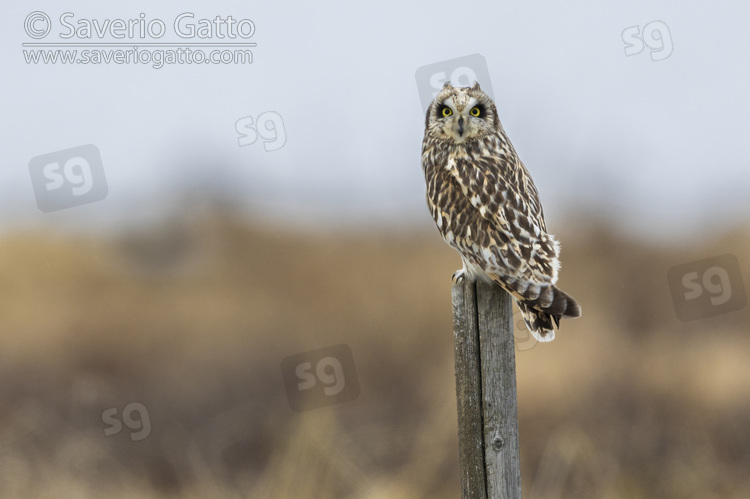 Short-eared Owl, adult perched on a post