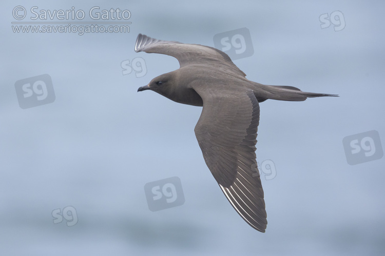 Parasitic Jaeger