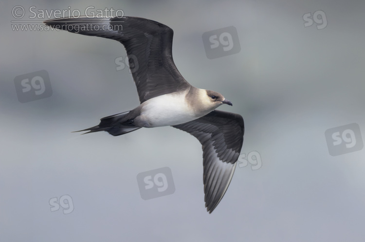 Parasitic Jaeger