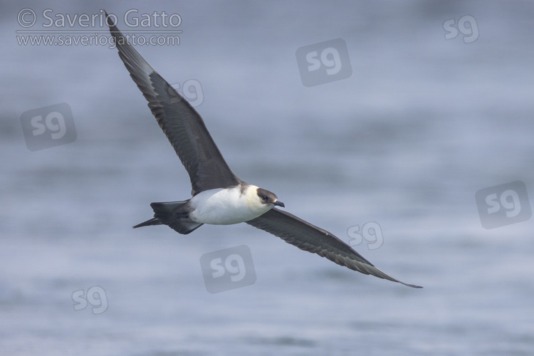 Parasitic Jaeger