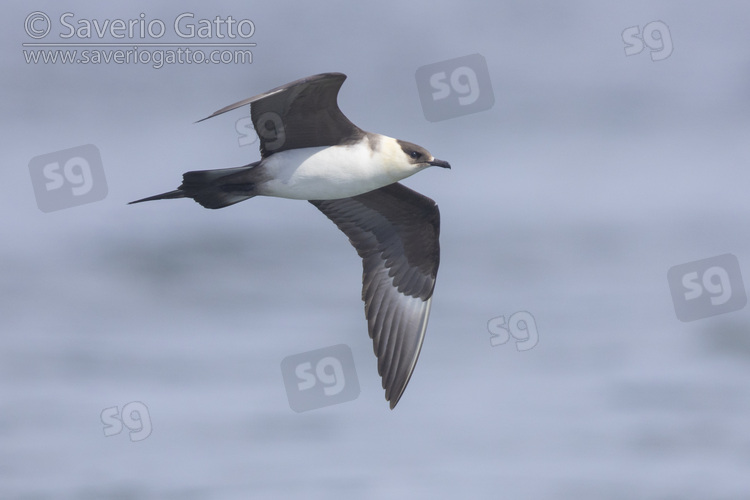 Parasitic Jaeger