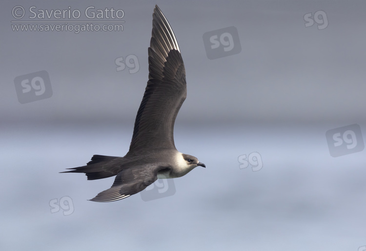 Parasitic Jaeger