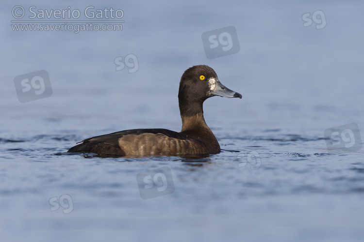 Tufted Duck, side view of an adult female swimming