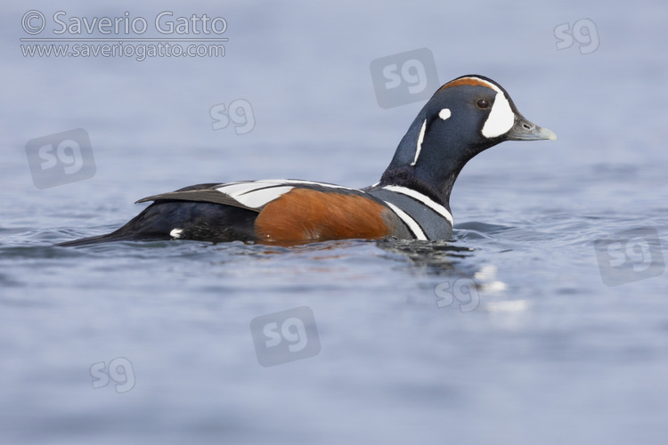 Harlequin Duck