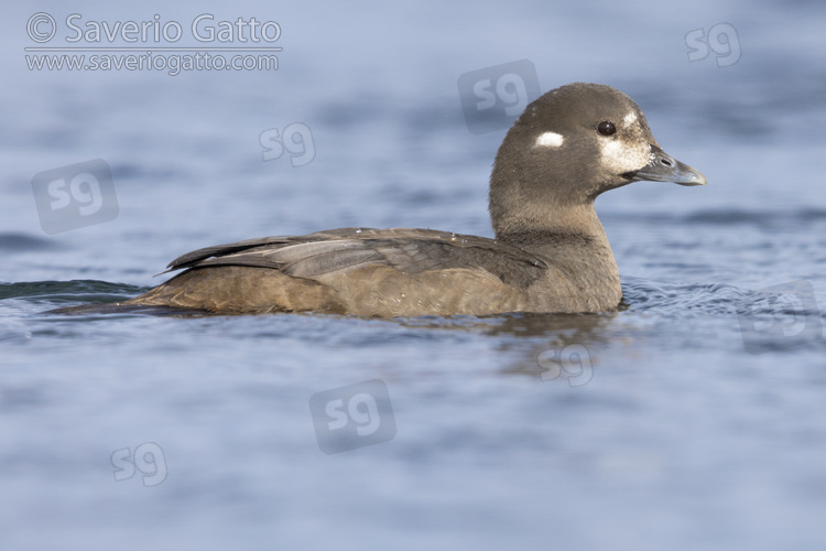 Harlequin Duck