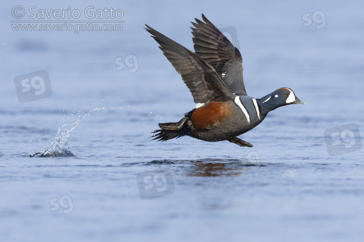 Harlequin Duck