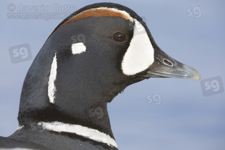 Harlequin Duck