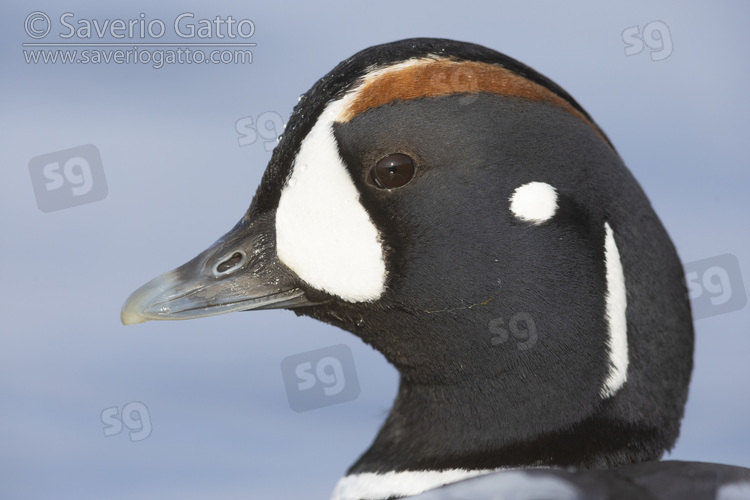 Harlequin Duck