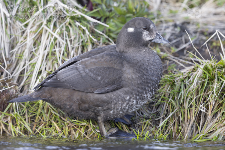 Harlequin Duck, side view of an adult female standing on a bank