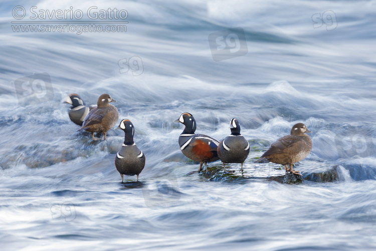 Harlequin Duck, a small flock resting on some rocks