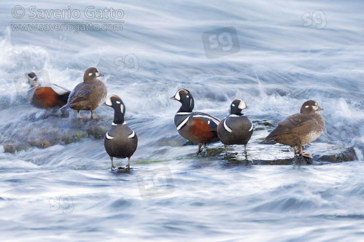 Harlequin Duck, a small flock resting on some rocks