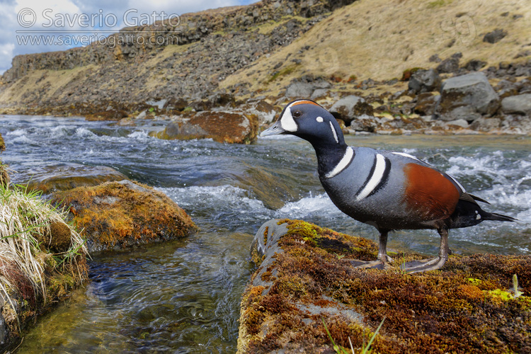 Harlequin Duck