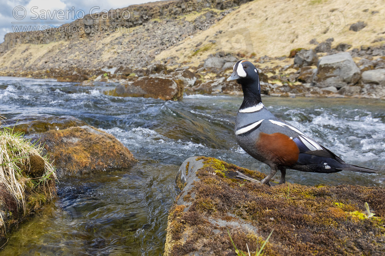 Harlequin Duck