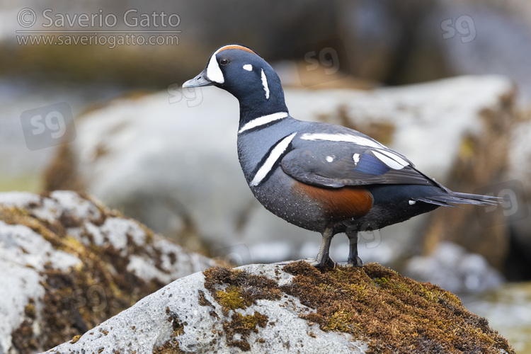 Harlequin Duck