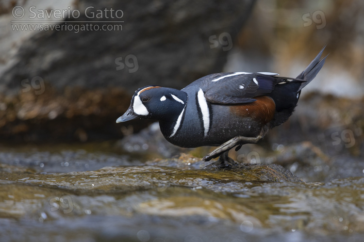 Harlequin Duck