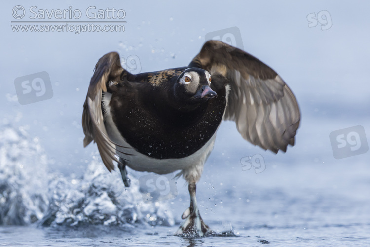 Long-tailed Duck