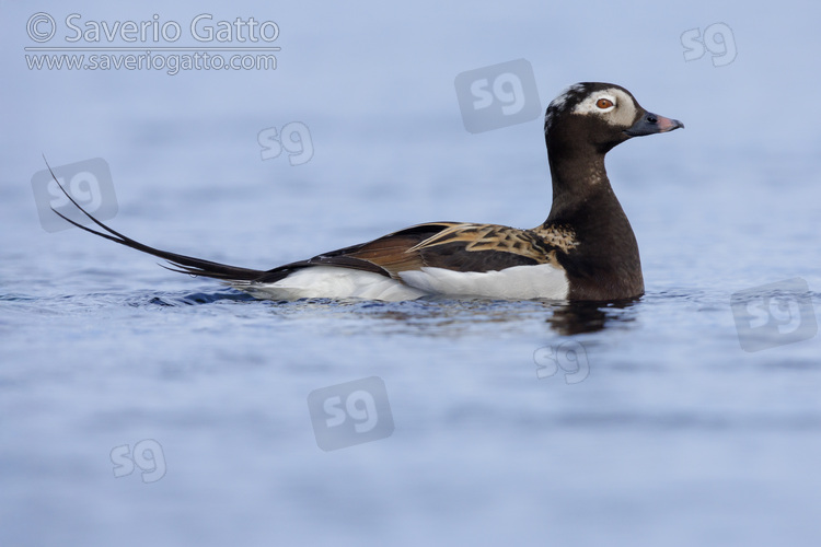 Moretta codona, maschio adulto in acqua