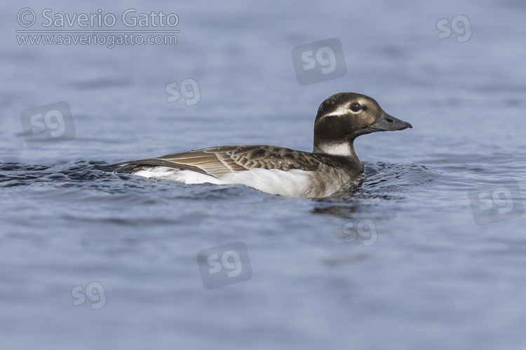 Long-tailed Duck