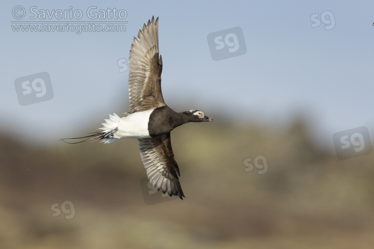 Long-tailed Duck