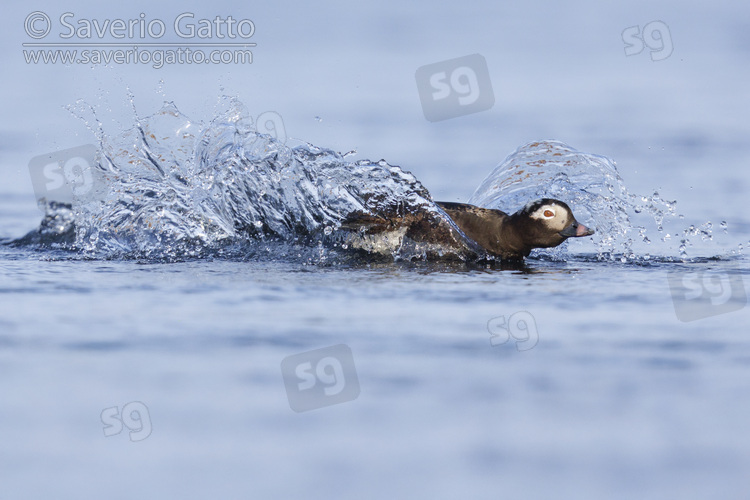 Long-tailed Duck