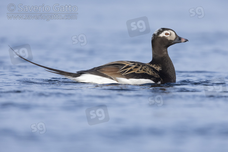 Moretta codona, maschio adulto in acqua