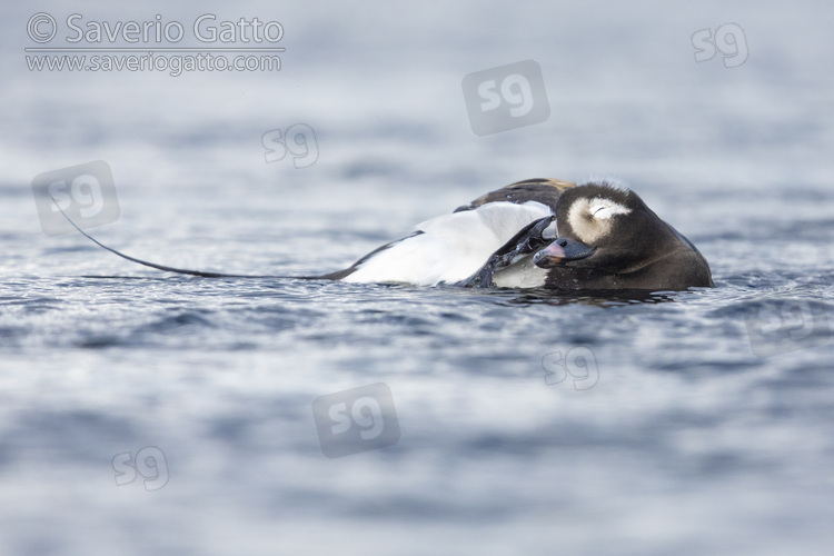 Long-tailed Duck