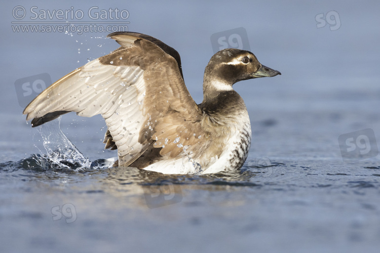 Long-tailed Duck