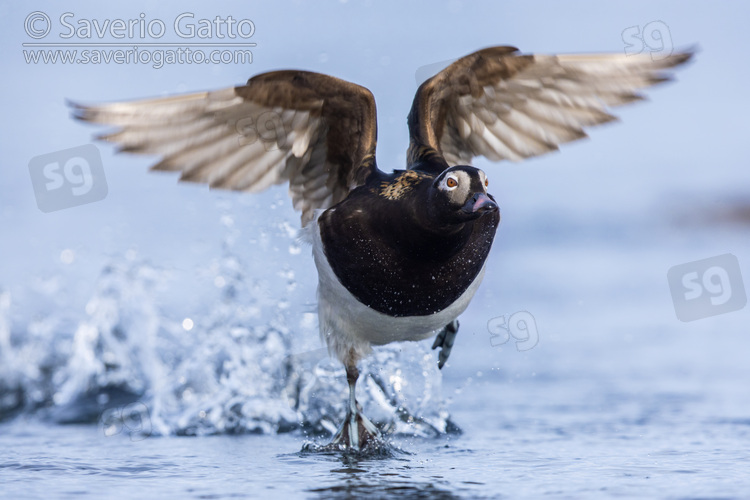 Long-tailed Duck