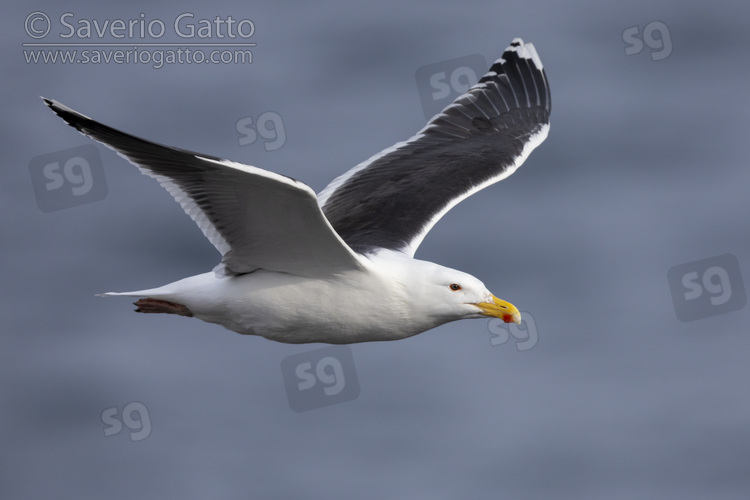 Great Black-backed Gull