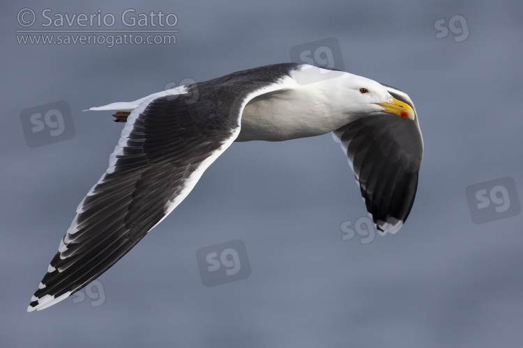 Great Black-backed Gull