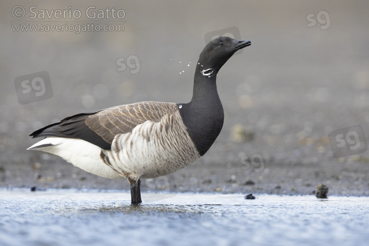 Brant Goose, side view of an adult drinking in a pond