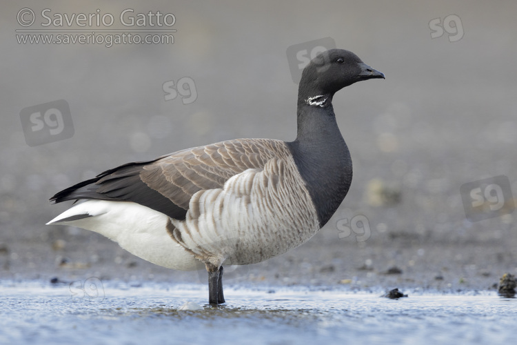 Brant Goose, side view of an adult standing in the water